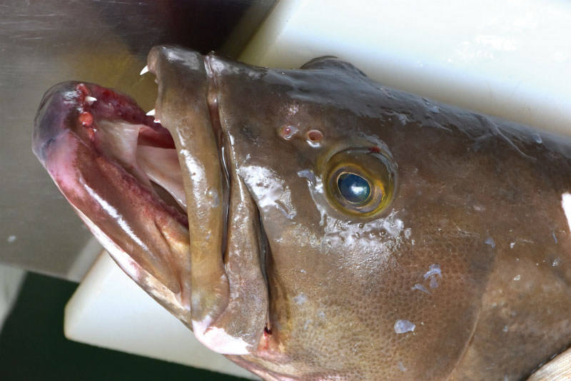 長崎　宇久　宇久のオススメ、冬の魚