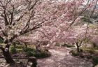 桜　お花見　お花見スポット　四本堂公園　長崎県西海市西彼町白崎郷637