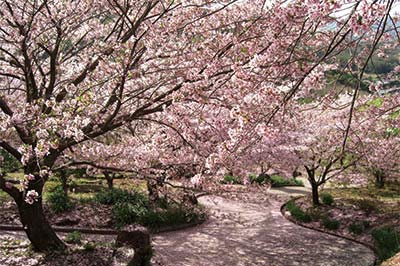 桜　お花見　お花見スポット　四本堂公園　長崎県西海市西彼町白崎郷637