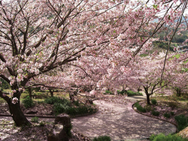 桜　お花見　お花見スポット　四本堂公園　長崎県西海市西彼町白崎郷637