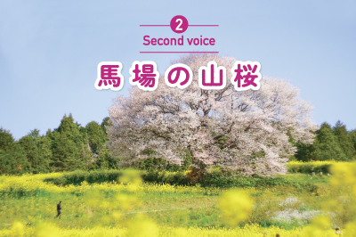 タケオノオタケビ Vol.2　馬場の山桜