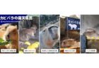 池島炭鉱坑内 体験ツアー　2019/1/4 (金)～