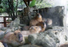 〈佐賀県立美術館〉吉岡徳仁 ガラスの茶室 – 光庵　～2019/2/11 (月)