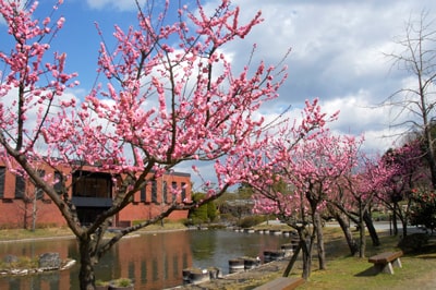 石橋文化センター春の花まつり2019 梅まつり　2019/2/9（土）～3/3（日）