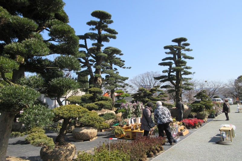 観光 イベント 第14回久留米植木 まつり 19 2 8 金 2 26 火 ながさきプレスwebマガジン 長崎のタウン情報誌公式サイト