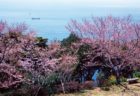 桜　お花見　お花見スポット　権現山展望公園　長崎県長崎市野母町3290番地