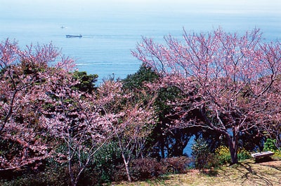 桜　お花見　お花見スポット　権現山展望公園　長崎県長崎市野母町3290番地