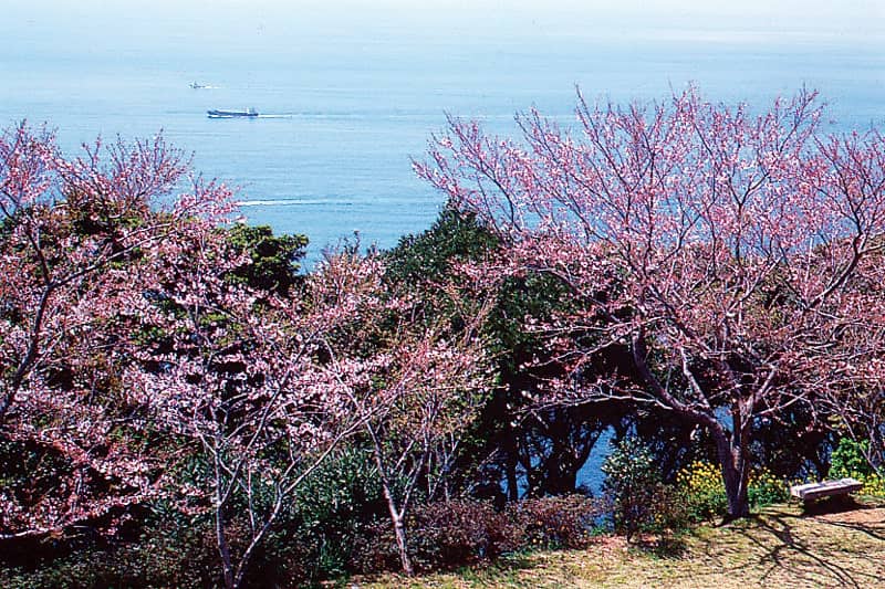 桜　お花見　お花見スポット　権現山展望公園　長崎県長崎市野母町3290番地