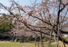 桜　お花見　お花見スポット　諫早公園　長崎県諫早市高城町770-2