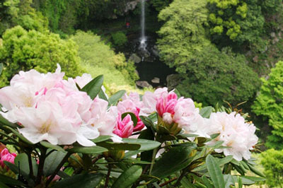 裏見の滝自然花苑しゃくなげ祭り2019/4/1(月)～5/5(日・祝)