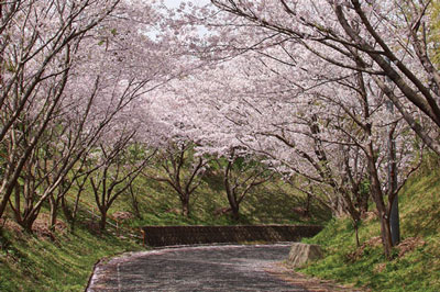 第10回 松島桜坂まつり　2019/3/30（土）～3/31（日）