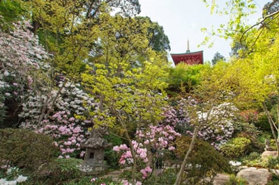 高野寺 シャクナゲ祭り 2019/04/01(月)～ 2019/04/15(月)