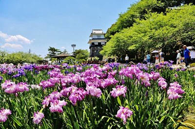 〈大村公園〉花菖蒲まつり　2022/6/5（日）