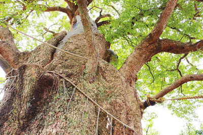 〈山王神社vol.2〉修学旅行で自慢できる! 山王神社“もう一歩”踏み込んだおはなし。