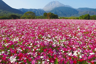 しまばら 火張山花公園