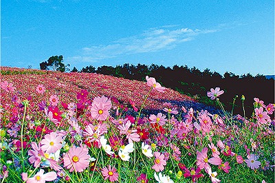 コスモス 白木峰高原 ながさきプレスwebマガジン 長崎のタウン情報誌公式サイト