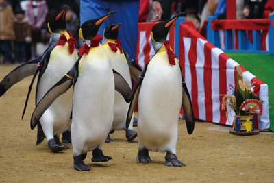 〈長崎ペンギン水族館〉新春の特別イベント　2020/1/1(水)~1/3(金)