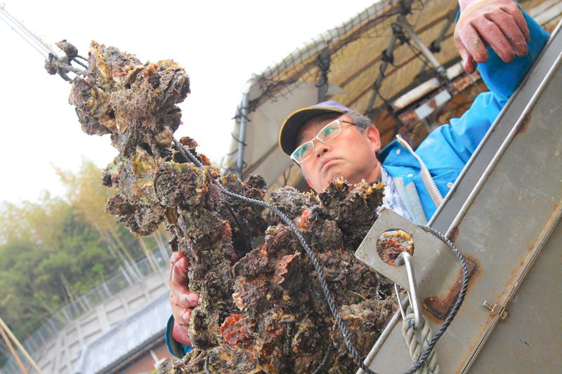 下連に付いた40枚のホタテ貝の一つには、約10個のカキが付着しているため選別を行う