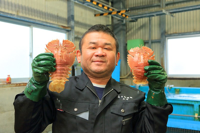 長崎県平戸産のうちわ海老を持つ漁業の方