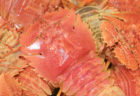コラム　さかなの時間　長崎県の魚　長崎県平戸産のうちわ海老