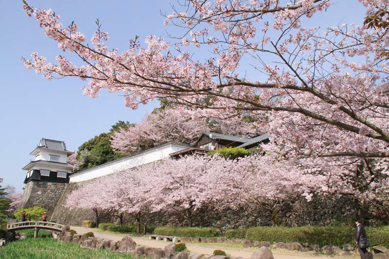 桜　お花見　お花見スポット　大村公園　長崎県大村市玖島1-45