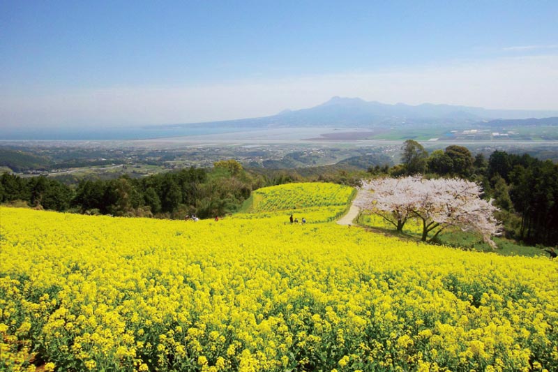 桜　お花見　お花見スポット　白木峰高原　長崎県諫早市白木峰町828-1