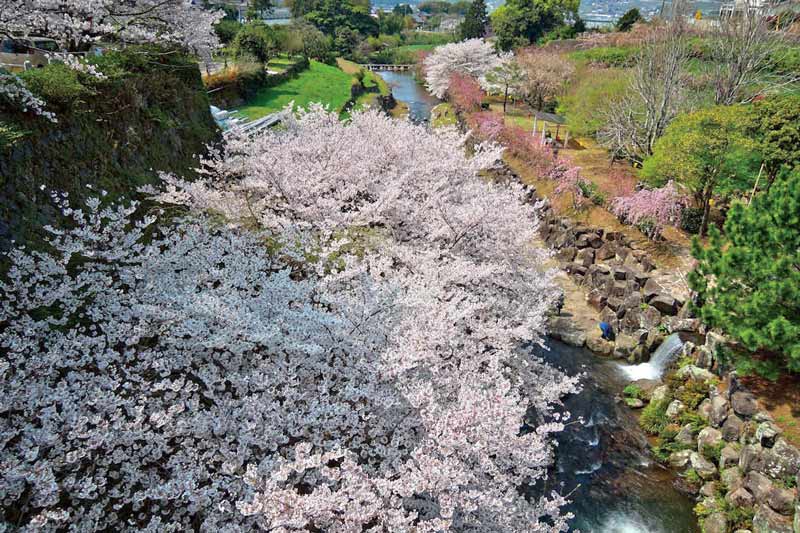 桜　お花見　お花見スポット　橘公園　長崎県雲仙市千々石町己529