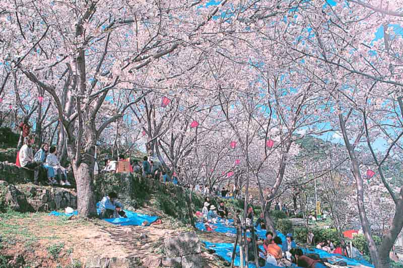 桜　お花見　お花見スポット　立山公園　長崎県長崎市立山5-16