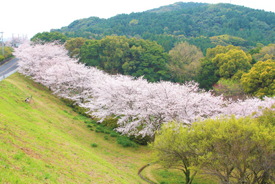 長崎県佐世保市野崎町2682