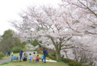 桜　お花見　お花見スポット　中尾城公園　長崎県西彼杵郡長与町吉無田郷61-1