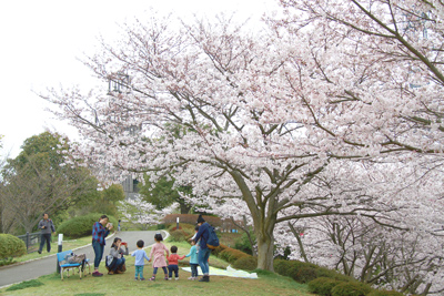 桜　お花見　お花見スポット　中尾城公園　長崎県西彼杵郡長与町吉無田郷61-1