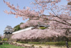 桜　お花見　お花見スポット　大村公園　長崎県大村市玖島1-45