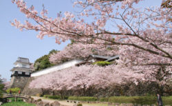 桜　お花見　お花見スポット　大村公園　長崎県大村市玖島1-45
