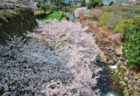 桜　お花見　お花見スポット　橘公園　長崎県雲仙市千々石町己529