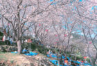 桜　お花見　お花見スポット　立山公園　長崎県長崎市立山5-16