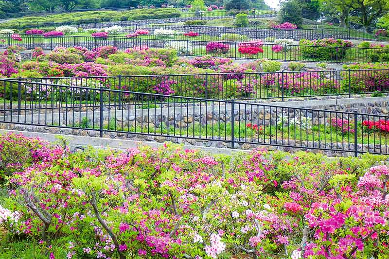 観光 トピックス 長崎つつじめぐり ながさきプレスwebマガジン 長崎のタウン情報誌公式サイト 観光 トピックス 長崎つつじめぐり ながさきプレスwebマガジン 長崎のタウン情報誌公式サイト