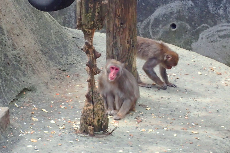 稲佐山の猿舎の猿