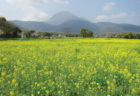 長崎県　島原市　花まつり