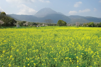 長崎県　島原市　花まつり