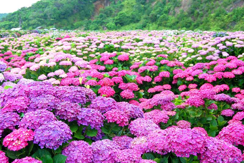 宮崎県　桃源郷岬の紫陽花