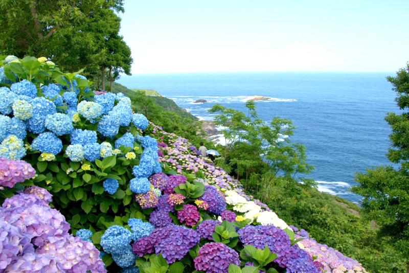 宮崎県　桃源郷岬の紫陽花