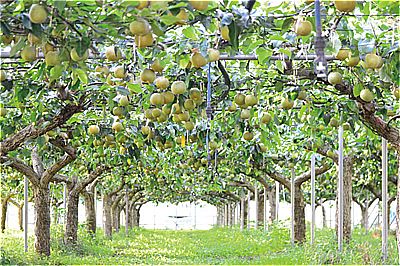 〈福岡県〉フルトリエ中村果樹園のフルーツ狩り 10月上旬頃まで