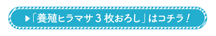 養殖ヒラマサ3枚おろし