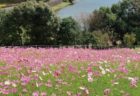 しまばら 火張山花公園