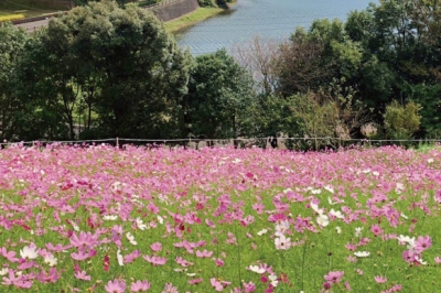 大又農園