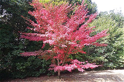 〈ながさき県民の森〉紅葉狩り健康ウォーキング 2020/11/22（日）