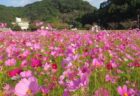 しまばら 火張山花公園