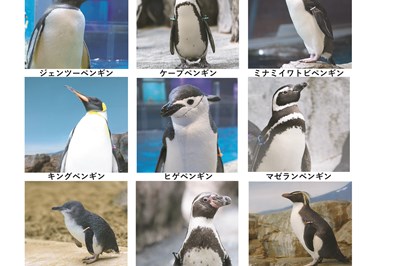 〈長崎市〉開館20周年記念企画 「ペンギン総選挙～あなたの推しペンは？～」　~7/22（木・祝）