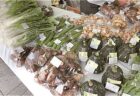 今年の冬は県産の天然クエをいただく 絶品鍋コースをご堪能あれ!