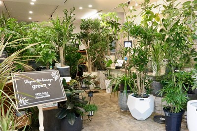 オープン1周年のグリーン専門店では今、 「セラミックソイル植え」がオススメ!